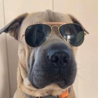 Pᴀᴛ Gᴏᴇᴛᴢ (@pgoetz) 's Twitter Profile