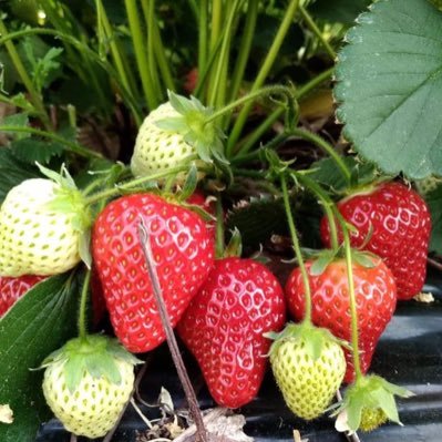 Family run farm growing top quality #strawberries, soft fruits, #asparagus. Customers are our focus and we always aim to provide excellent quality of #produce.