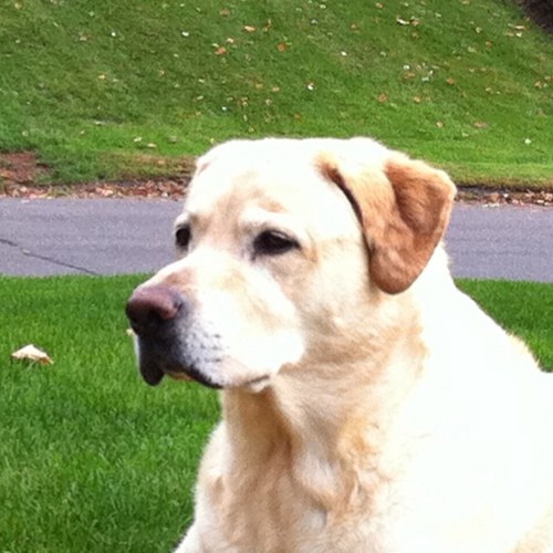 saloneelectric's profile picture. 