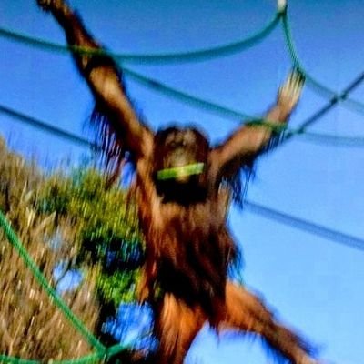 サンバステップ ババチャペル Samba Step Twitter サンバステップ ババチャペル Samba Step Twitter