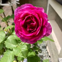 ローズ (@snoopy_rose3) 's Twitter Profile