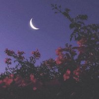 Moonlight(@natureokey) 's Twitter Profile Photo