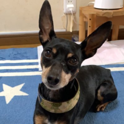 2XXl22Nvt6XUnwv's profile picture. EXILE大好き❤ペットは犬です🐕