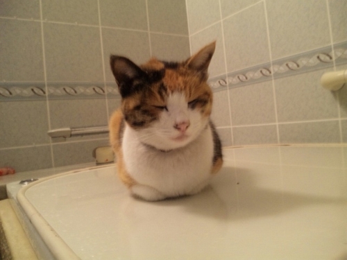 Shimamusume30's profile picture. 白玉様。今日も１日よろしくお願いします。