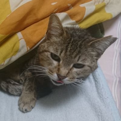 あいさんの旦那さんのプロフィール画像