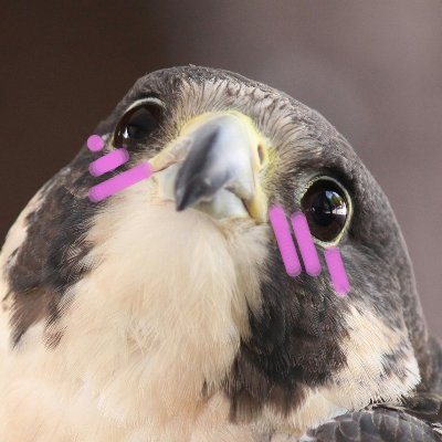 ❌lodi птица сутенёрさんのプロフィール画像