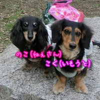 くろ・のこ・こく (@kuronoko_wanwan) 's Twitter Profile