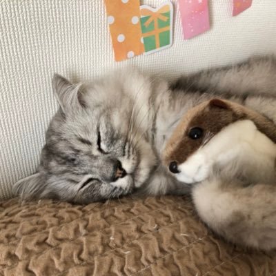 末っ子猫のロイがわずか2歳で難病のFIPを発症してしまいました😿まずは多くの方にFIPという病気を知ってほしい!ロイの闘病記録🐱時々兄姉ニャンズ出没中🐱🐱Twitter初心者です🔰