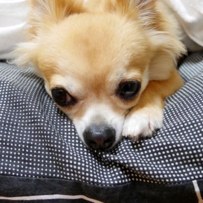 コノとコムギの日々 On Twitter 食べ物が大好きな子です キュウリも大好き 犬 コムギ チワワ キュウリを食べる犬
