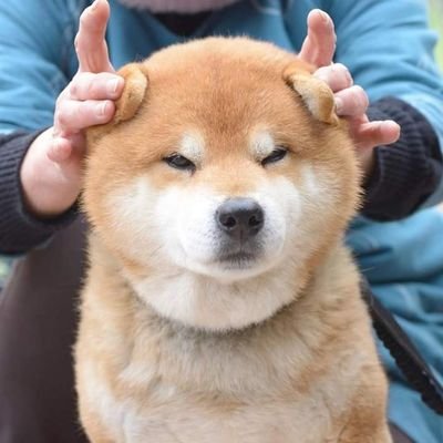 Yhoizii's profile picture. จำรหัสแอคเค้าท์เก่าไม่ได้เพราะโดนโด้มือถือไปเลยต้องมาสมัครใหม่
