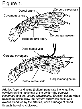 EDtreatments's profile picture. Your online pharmacy and guide for erectile dysfunction treatments