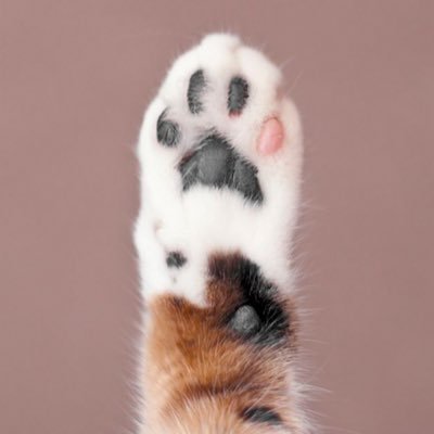 L9ZPVHViteO2a03's profile picture. 