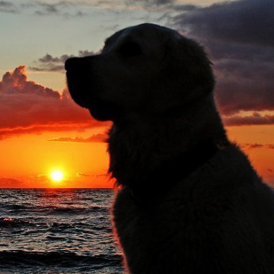 harshsmithing's profile picture. 