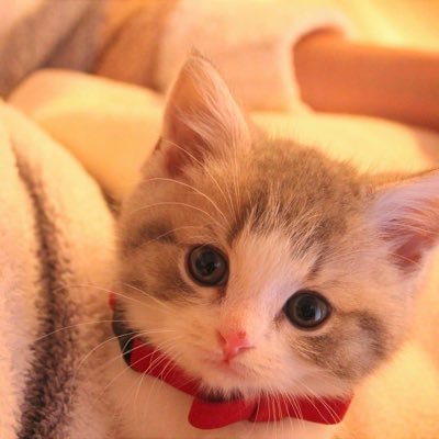 福太郎 おねだり猫 Nekono Fukutaro Twitter