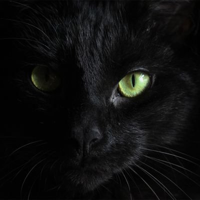 gonegirl2020's profile picture. Nothing great to share