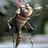 macher_prah's profile image