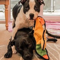 Glenda Harper (@glendah83476906) 's Twitter Profile