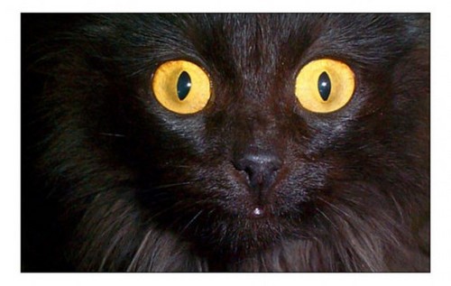 tierich's profile picture. Let the animal inside you roar and poo!