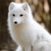 silverfox2 (@silverf84193481) Twitter profile photo silverfox2 (@silverf84193481) Twitter profile photo