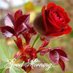 amol babarao khode (@khode_amol) Twitter profile photo amol babarao khode (@khode_amol) Twitter profile photo