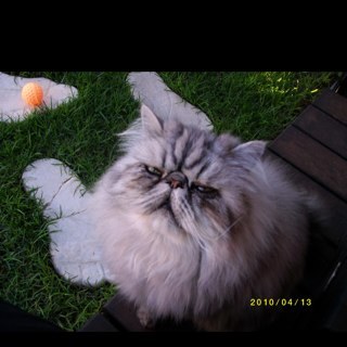 asil03's profile picture. 