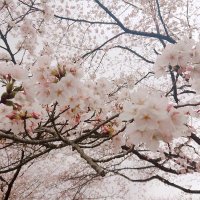 おくら (@cvukppp) 's Twitter Profile
