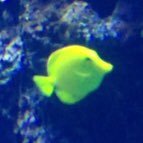 黄魚煮さんのプロフィール画像