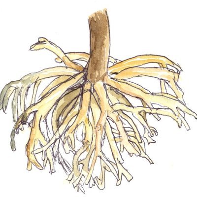 Frederike Klimm Profile