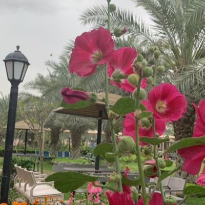 pretty2005r's profile picture. توفني مسلمًا وألحقني بالصالحين.