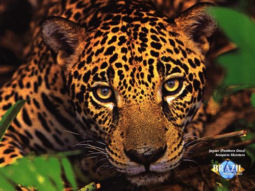 jmcorms's profile picture. .