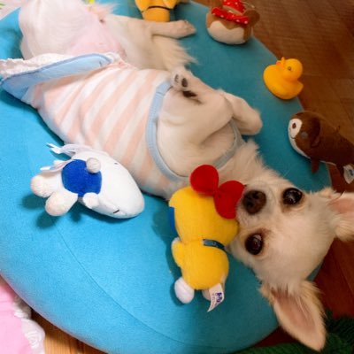 ぴゃあ Pyaataro Pyaa Twitter ぴゃあ Pyaataro Pyaa Twitter