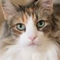 t.yamaneko🐾 (@yamaneko_t) 's Twitter Profile