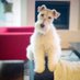 The Resister Fox Terrier (@chaly_deleon) Twitter profile photo