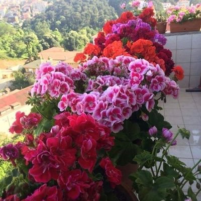 SandraC27430823's profile picture. Dios Jehová  mi fortaleza