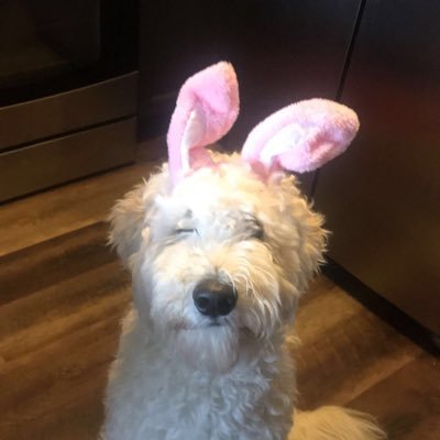 mjl_dvm's profile picture. 