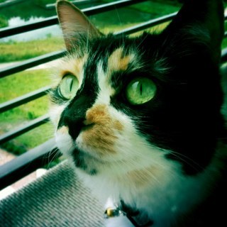I am @wompcat's cat.