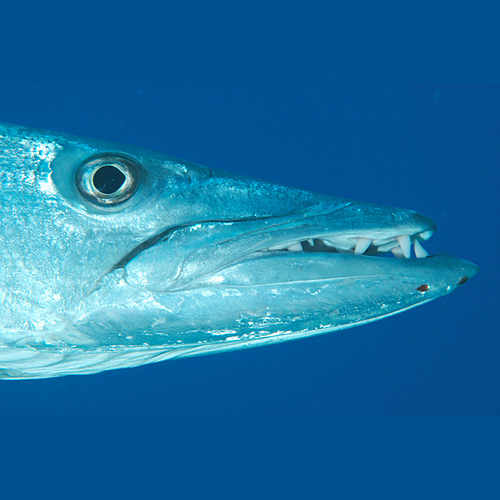 CaptnBarracuda's profile picture. Deep in the depths