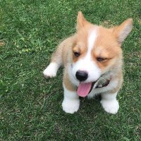 fizz (@fizzke) 's Twitter Profile