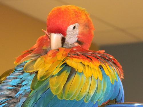 Feel free to join us if you have any domestic birds/parrots and would like to get to know more about them and meet other fellow bird-brains