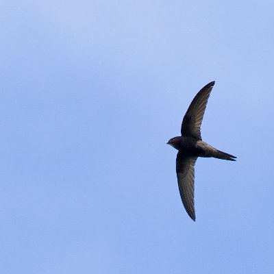 Celebrating these incredible birds and encouraging them to spend more time in the village of West Bergholt in Essex, by providing them with homes to nest in.