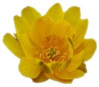 AdonisHoveniers's profile picture. Voor ontwerp, aanleg en onderhoud van zowel de klassieke, natuurlijke, moderne als ook De Levende Tuin!