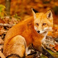 Fire fox (@redfoxryan06) 's Twitter Profile