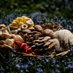 Isle of Wight MushroomCulture (@iwmushrooms) Twitter profile photo Isle of Wight MushroomCulture (@iwmushrooms) Twitter profile photo