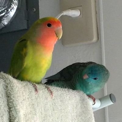 5月10日午後17時頃、コザクラインコ(黄色がかった緑色)、サザナミインコ(青色)が迷子になってしまいました。お心当たりのある方を探しています。
神戸市
垂水区
舞子台