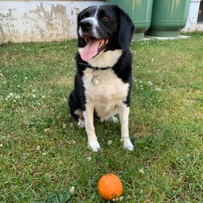 Fetch is life! Living under the worst prime minister in CAN history. #TrudeauMustGo Proud supporter of the policies of DJTrump. #MAGA #DrainTheSwamp 🇨🇦🇺🇸