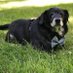 BJTheDog (@bjthedog1) Twitter profile photo BJTheDog (@bjthedog1) Twitter profile photo