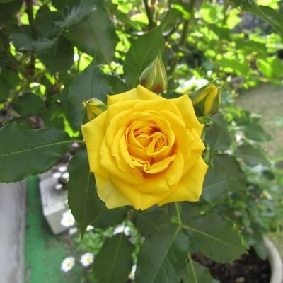 八頭 鯛さんのプロフィール画像