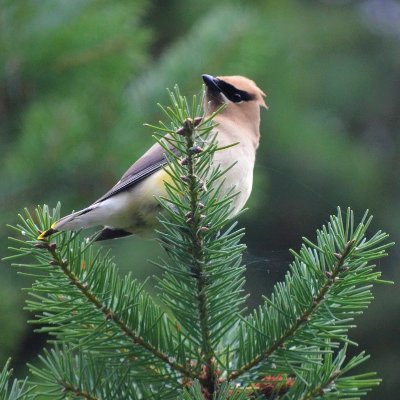 Grassroots organization promoting tree protection and urban forests