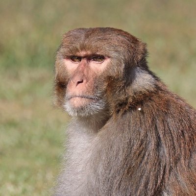 MisterMacaque Profile Picture