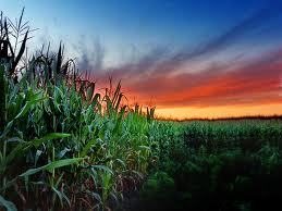 SmithFarmApps's profile picture. From Smith Farm Apps…
providing the professional agriculture/farming community useful calculations all from a mobile app available now in app store